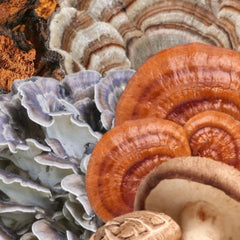 North Spore Immunity on natural wood backdrop, emphasizing clean ingredients.