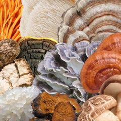 North Spore Spectrum 10 label details show organic, vegan, non-GMO claims