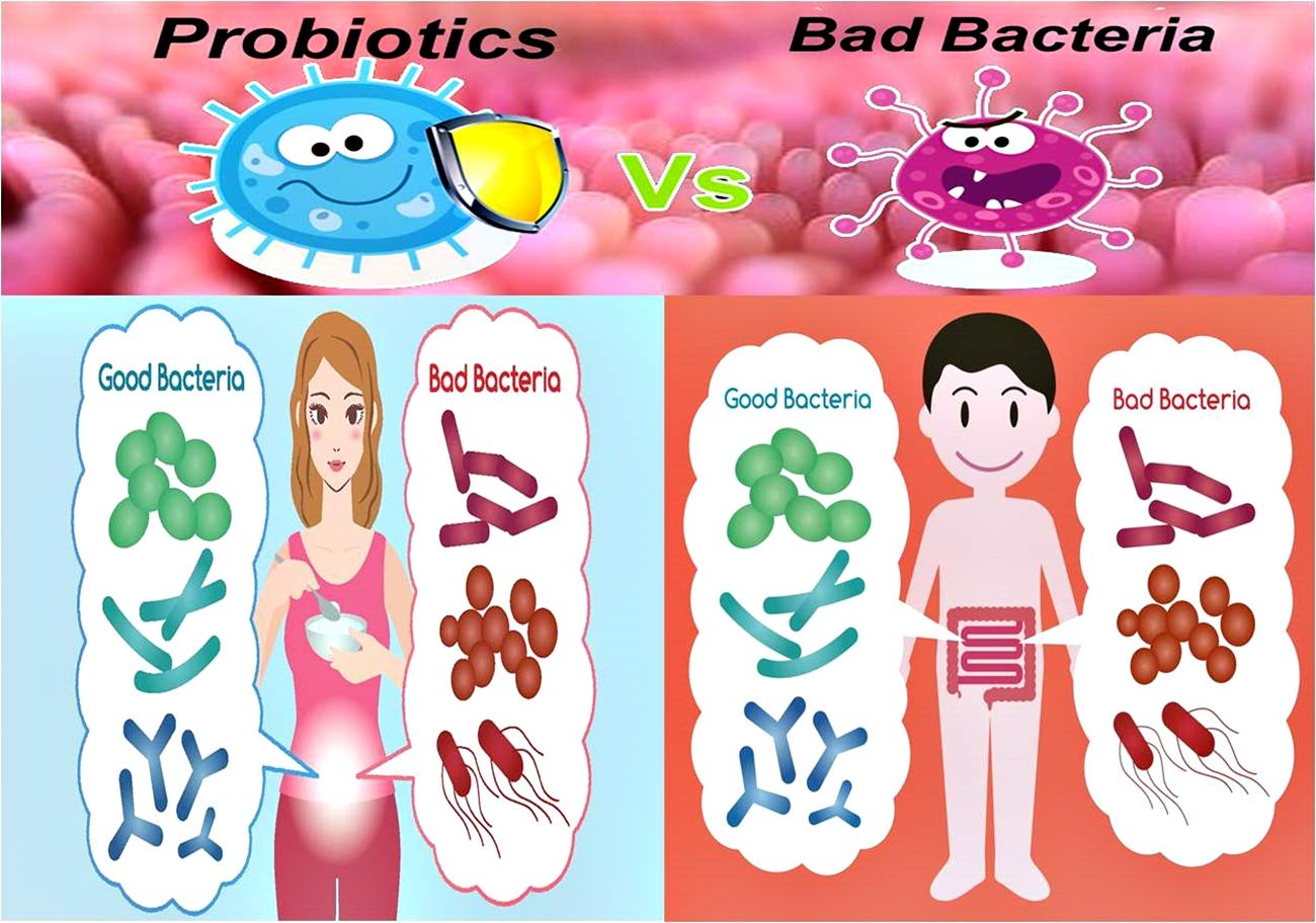 NOVA Probiotics chicory inulin prebiotic nourishing probiotics
