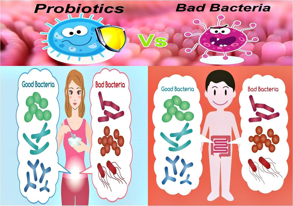 NOVA Probiotics chicory inulin prebiotic nourishing probiotics