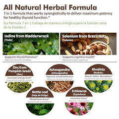Nurbetoxa Ashwagandha and Rhodiola ingredients promoting energy and focus