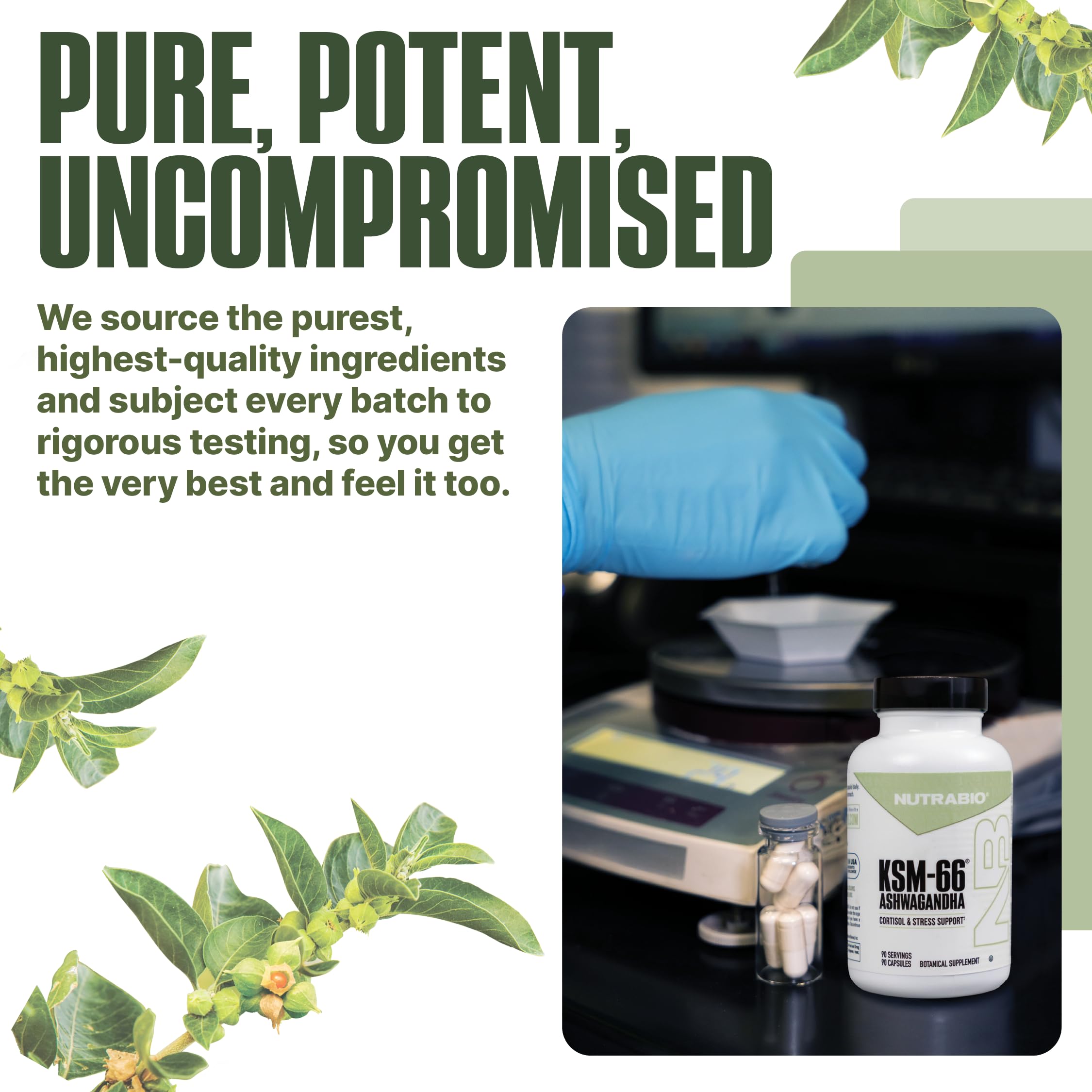 NutraBio Ashwagandha KSM-66 outdoors-ready for daily wellness.