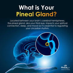 Nutraville Pineal XT Gold label showcases quality and purity.