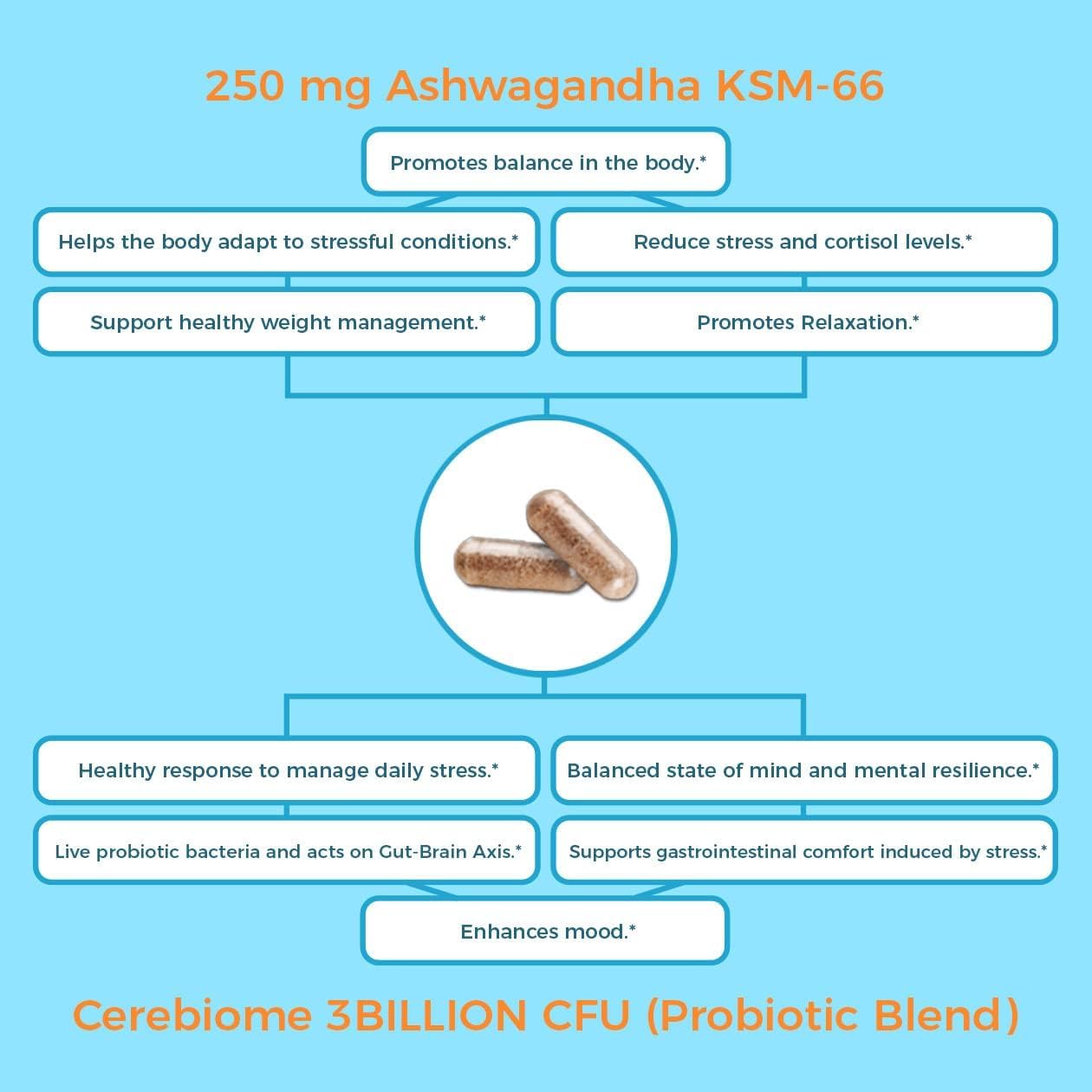Nutricelebrity Cerebiome probiotic blend promoting gut comfort.