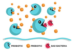 Lean & Pure blister pack for convenient daily probiotic and prebiotic use