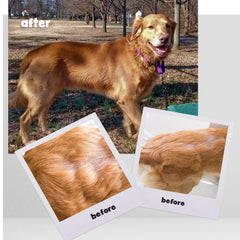 Omega Caps dog-mobility-ease supports flexible movement for active or senior dogs.