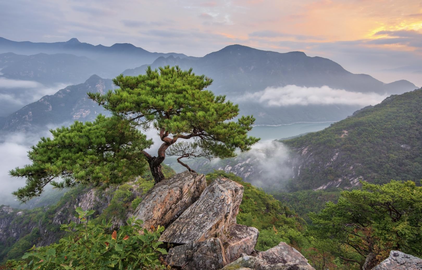 Third-party tested Optimally Organic Red Pine Needle Oil for purity and potency