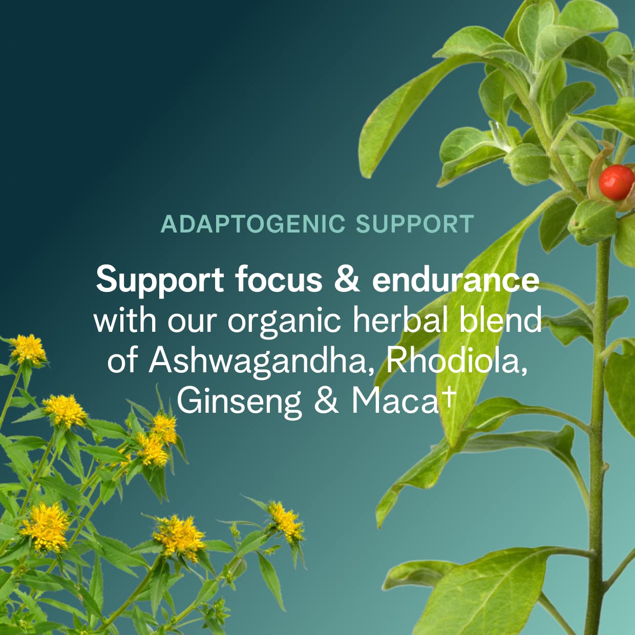Ora Organic pre-workout caffeine sources image highlighting natural energy