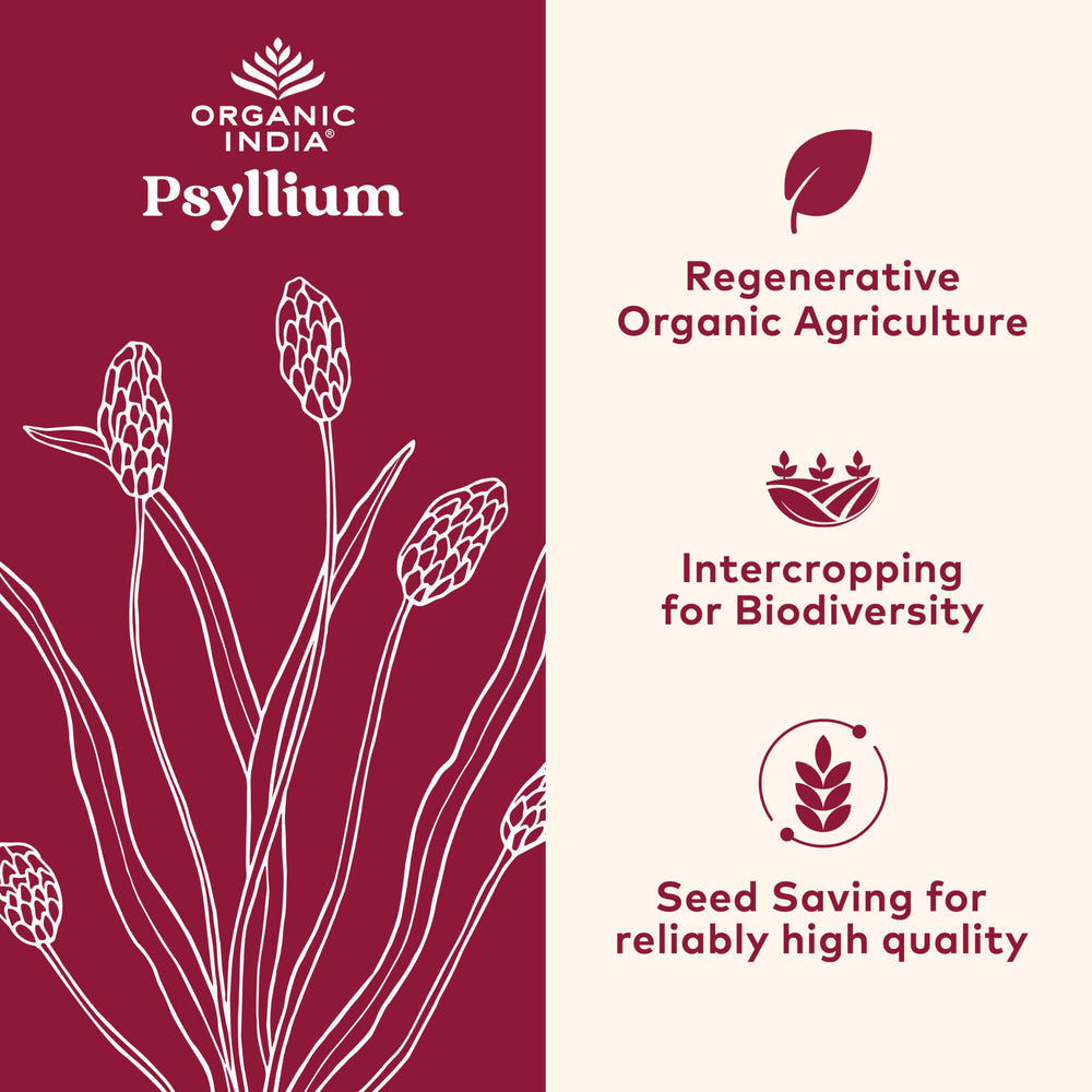 Close-up of ORGANIC INDIA Psyllium Powder jar highlighting organic fiber and purity.