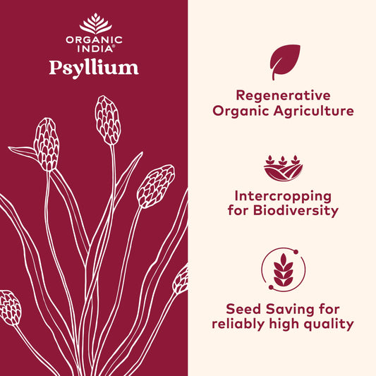 Close-up of ORGANIC INDIA Psyllium Powder jar highlighting organic fiber and purity.