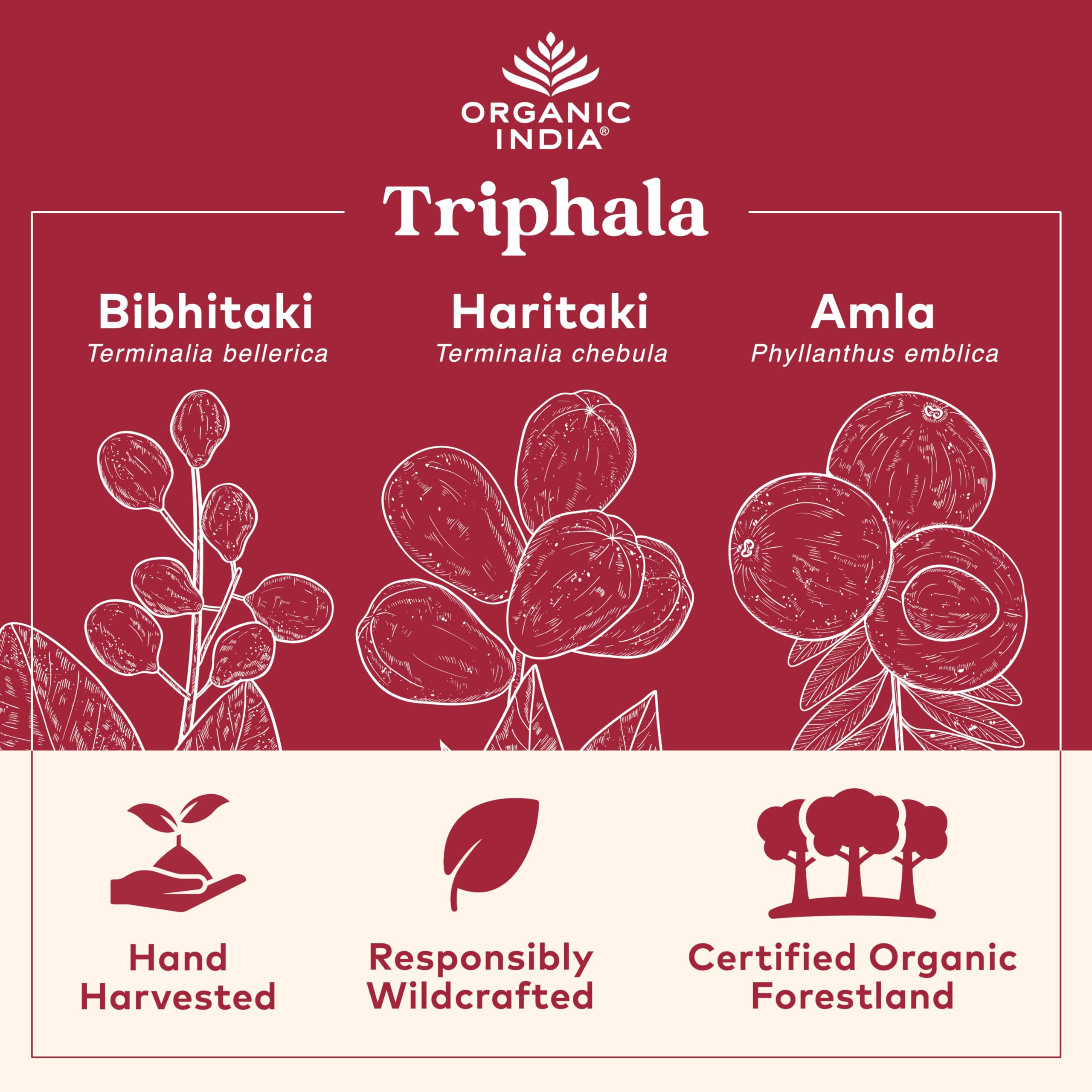Pouring Organic India Triphala capsules for easy daily use.