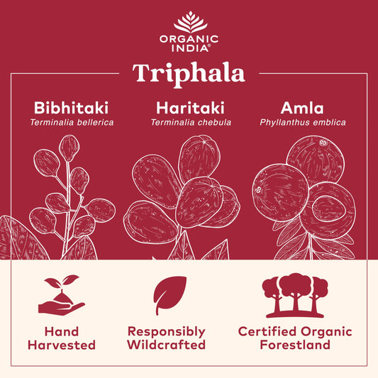 Pouring Organic India Triphala capsules for easy daily use.