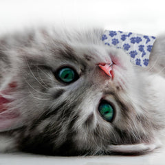 OVIK Health PetFlex Paw Pack EasyTear technology enables scissors-free wrapping