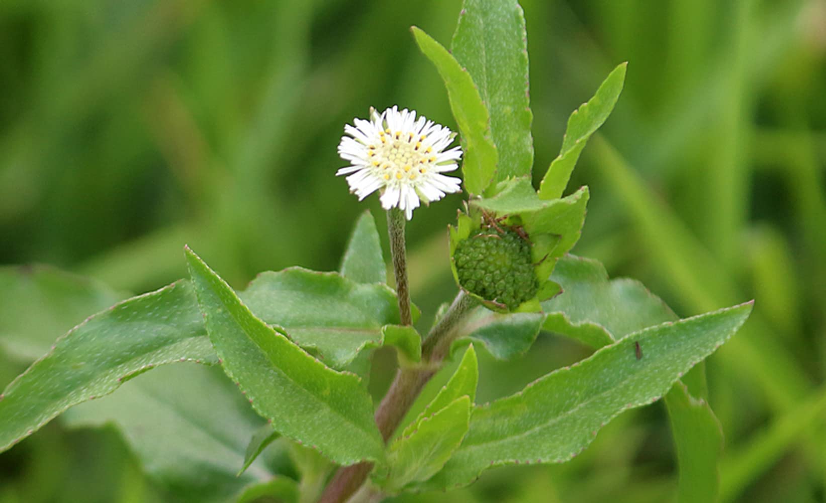 PALPLUS organic extract granule closeup highlighting concentrated natural powder.