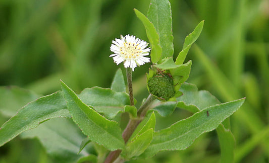 PALPLUS organic extract granule closeup highlighting concentrated natural powder.