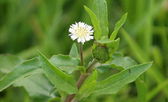 PALPLUS organic extract granule closeup highlighting concentrated natural powder.