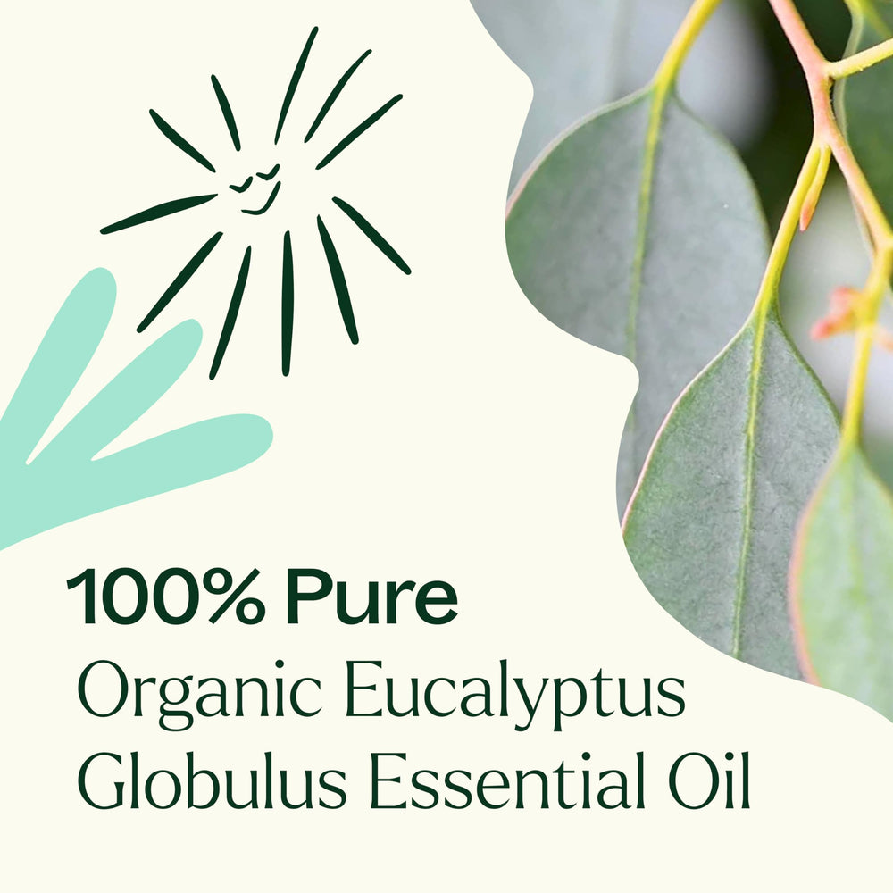 A cozy diffuser setup with Plant Therapy Eucalyptus Globulus for a refreshing workspace