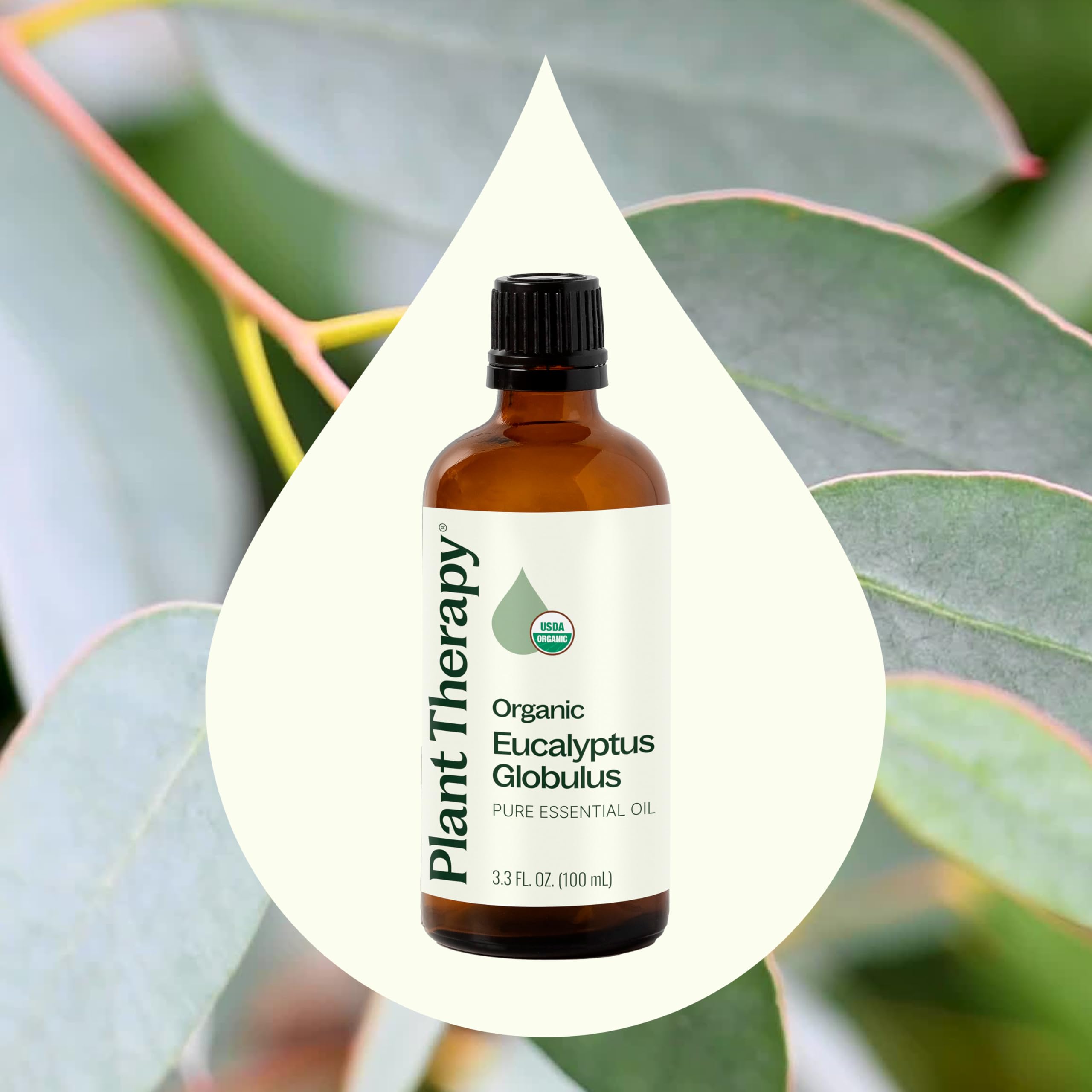 Eucalyptus Globulus leaves shown for steam distillation producing Plant Therapy oil