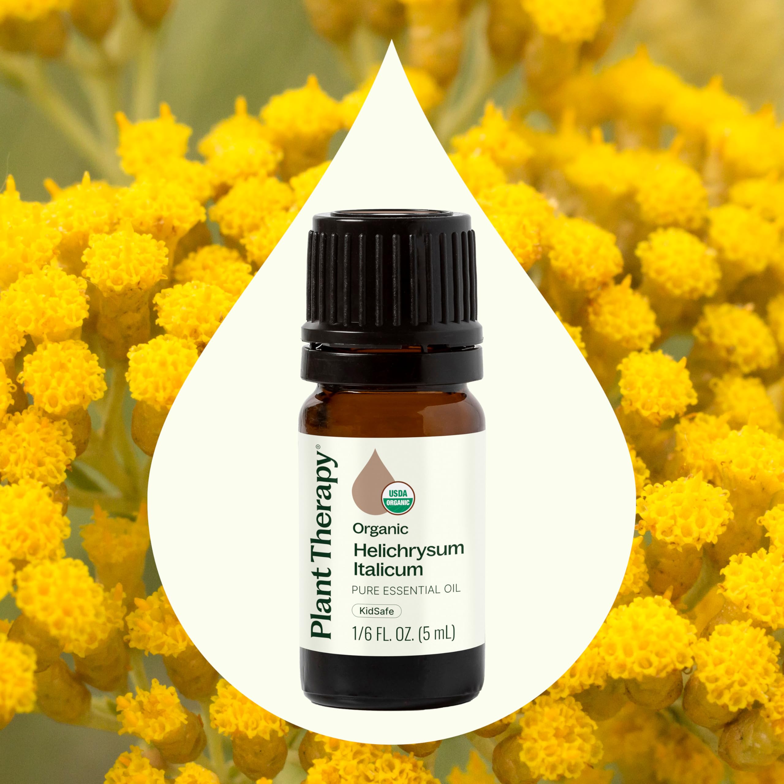 Helichrysum Italicum with Plant Therapy for topical application via rosehip carrier.