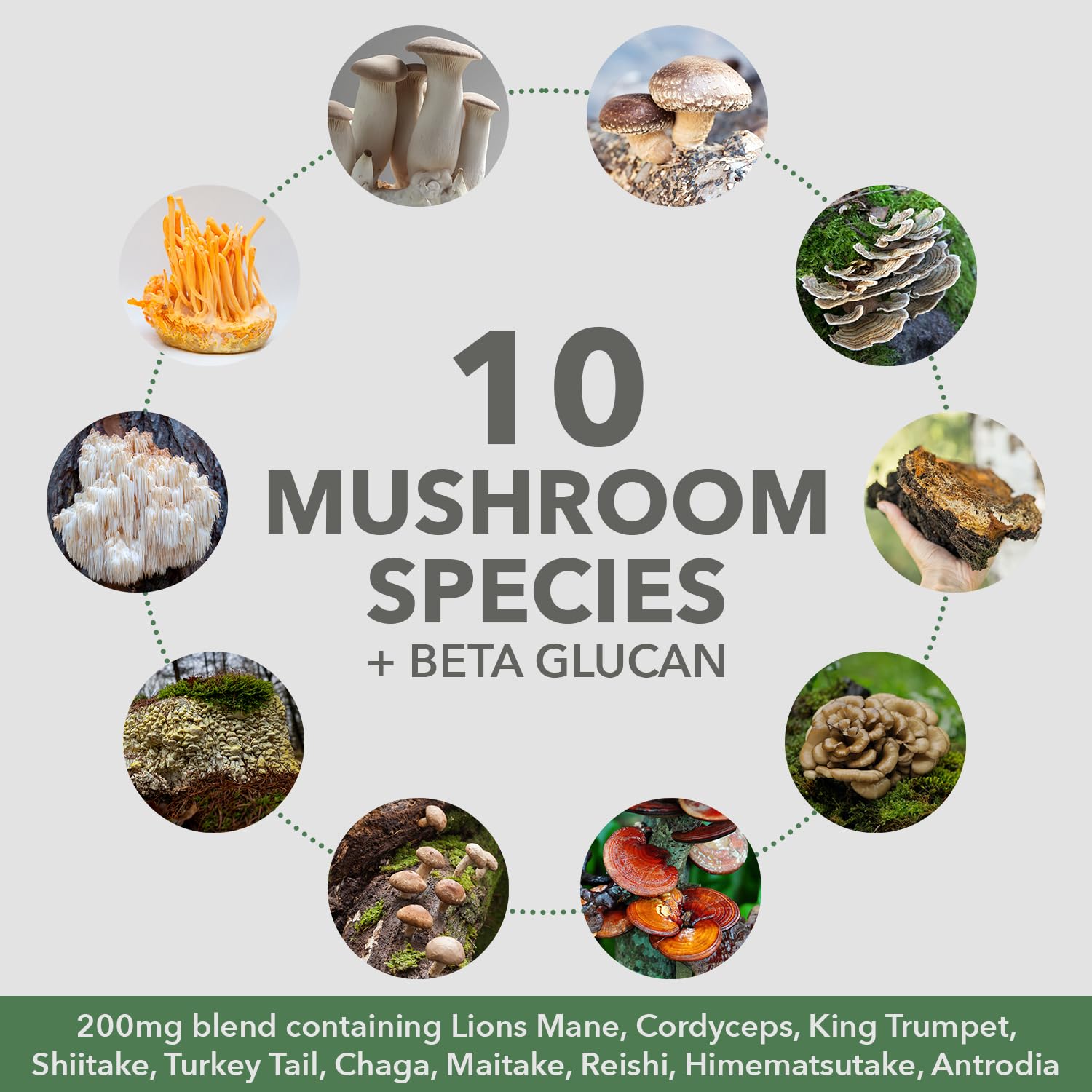 PlantFusion mushrooms being harvested with minimal processing to preserve beta-glucans.