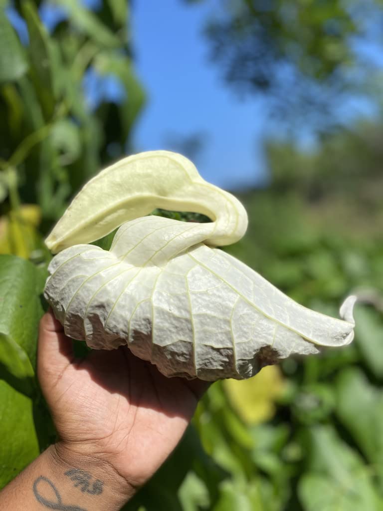 Close-up of dehydrated duck flower ingredient for detox