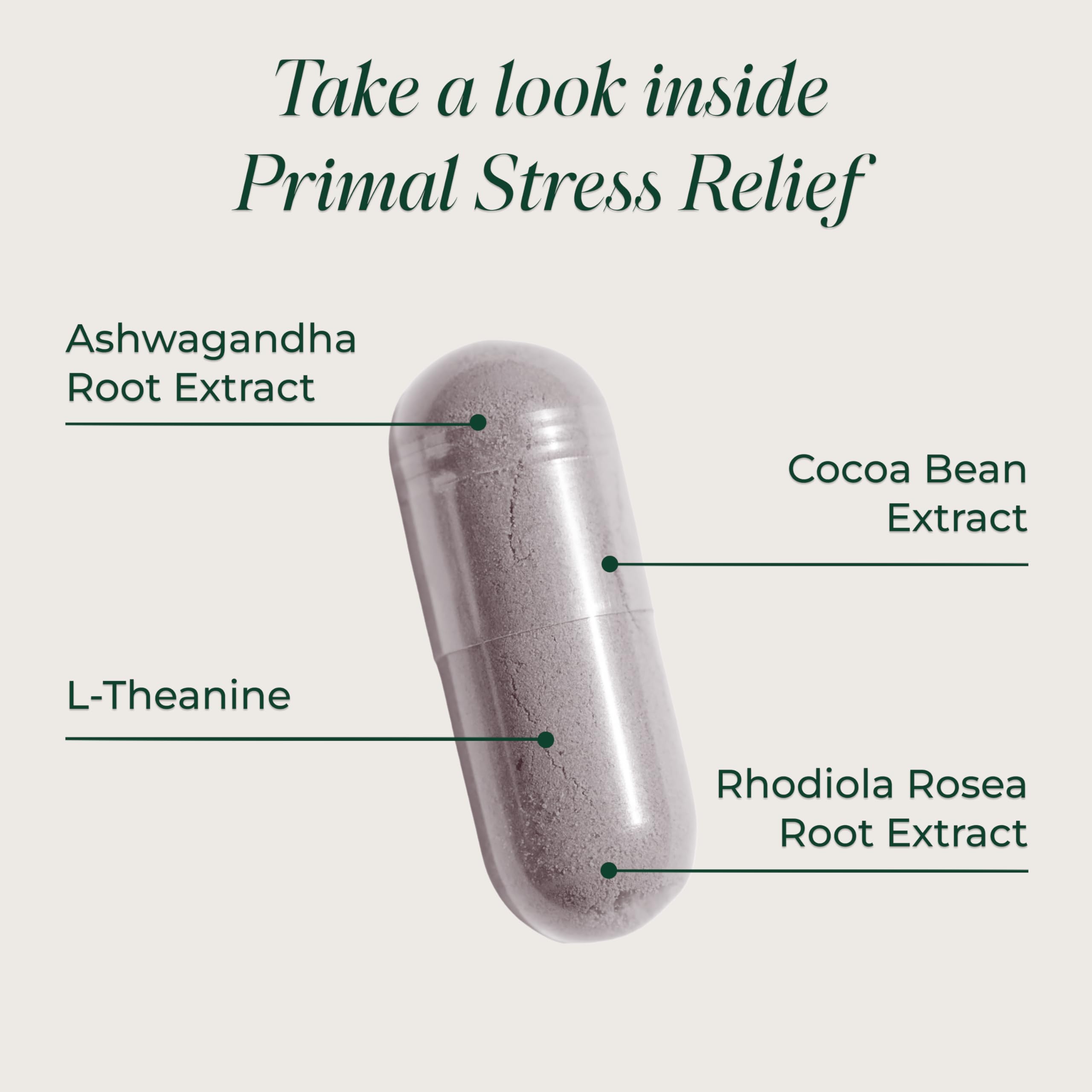 Primal Harvest L-Theanine capsule close-up supports relaxed focus.