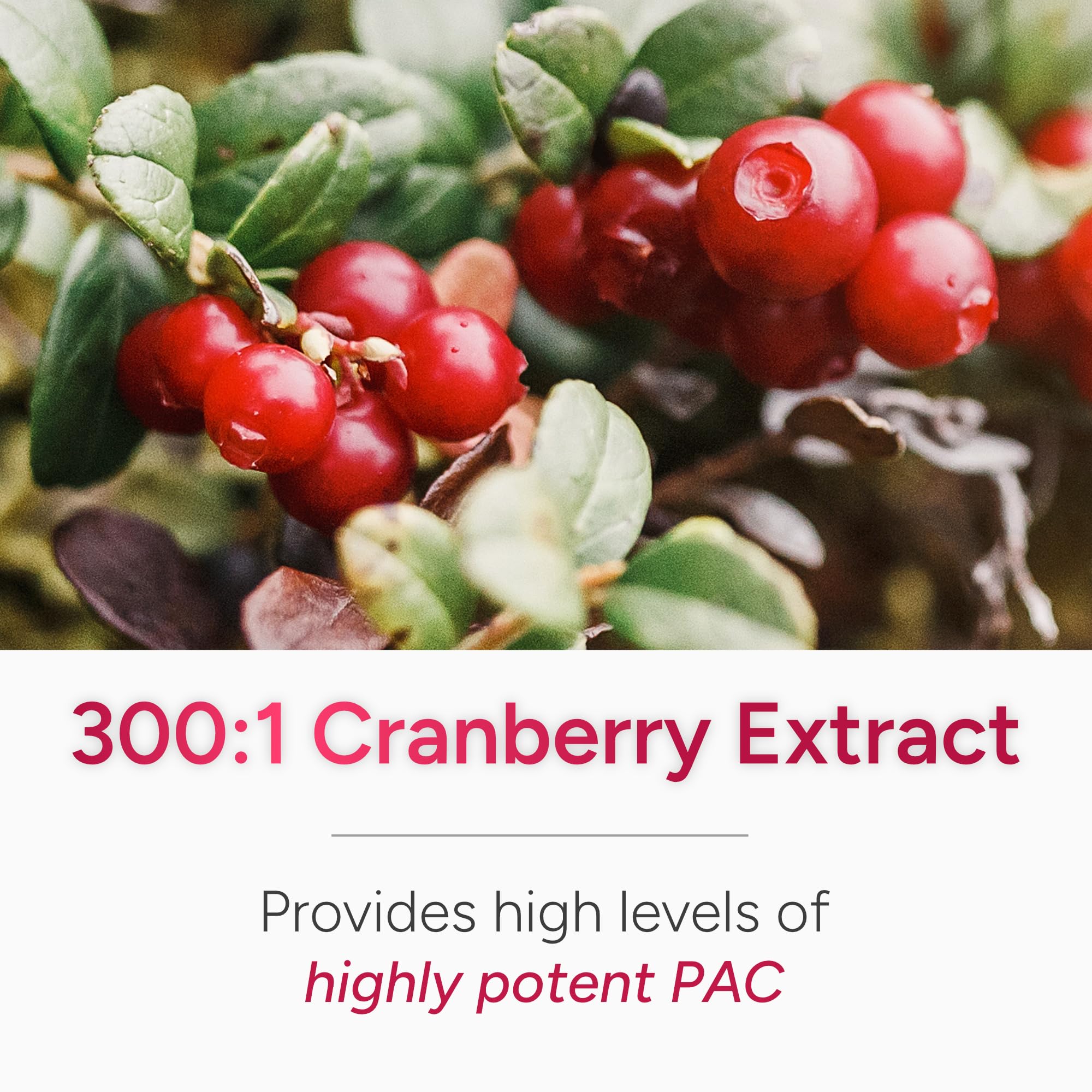 PRVNT Urinary Tract Defense USA manufactured quality in a cGMP facility