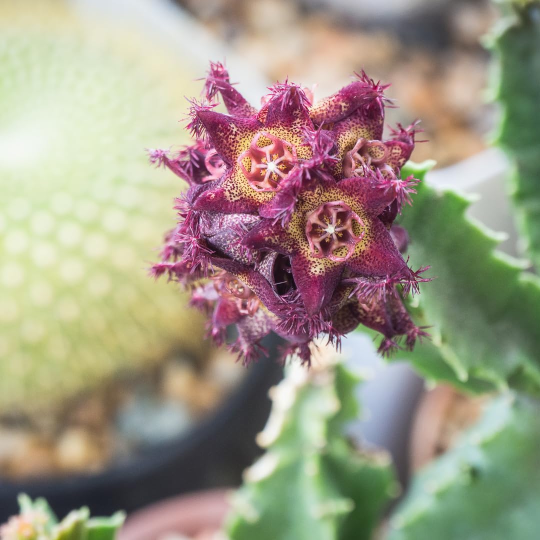 Origin from India emphasizes authentic Caralluma Fimbriata in this formula