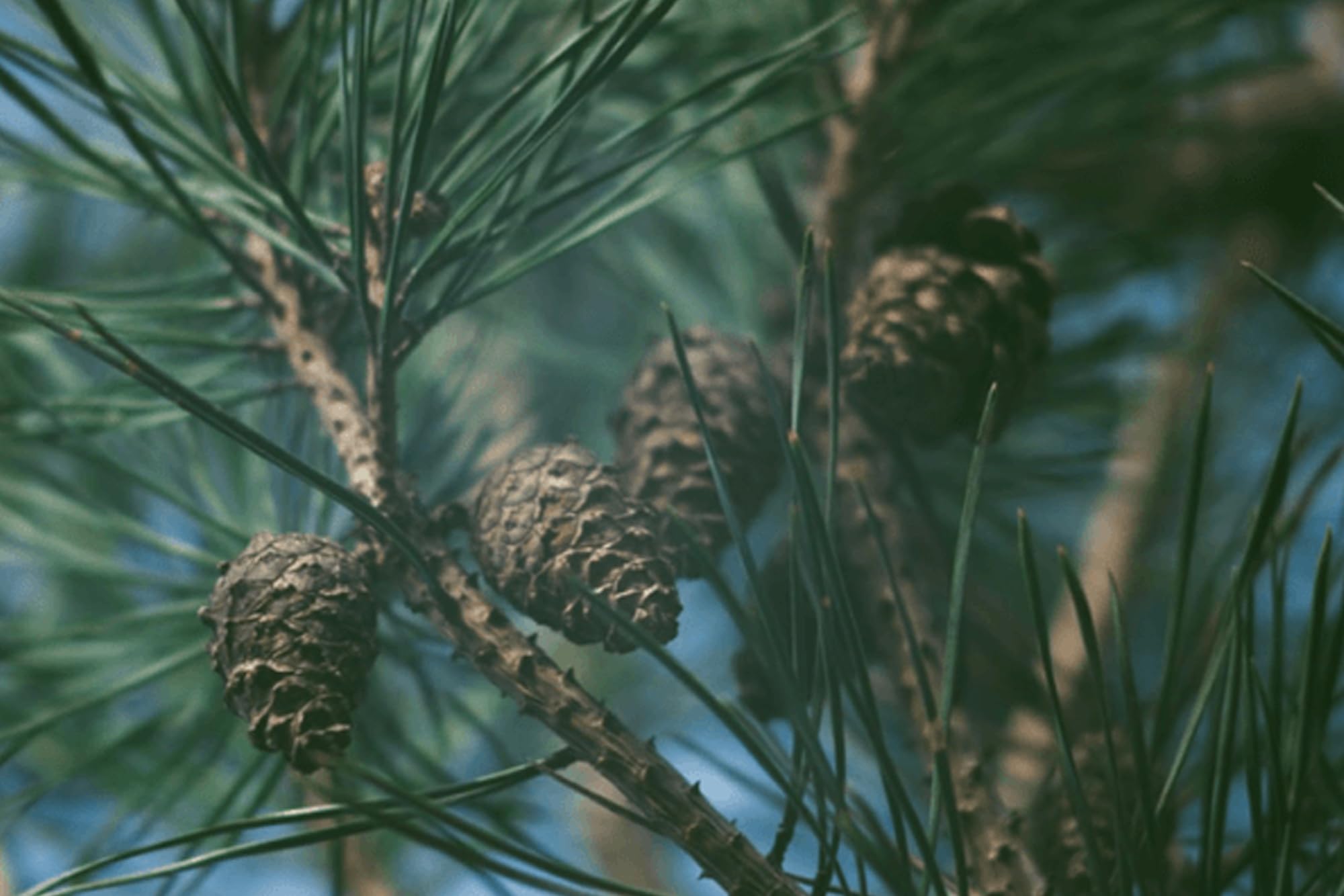 Pure Original Pine Bark Extract packaging reveals Utah production and trusted sourcing