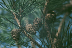 Pure Original Pine Bark Extract packaging reveals Utah production and trusted sourcing