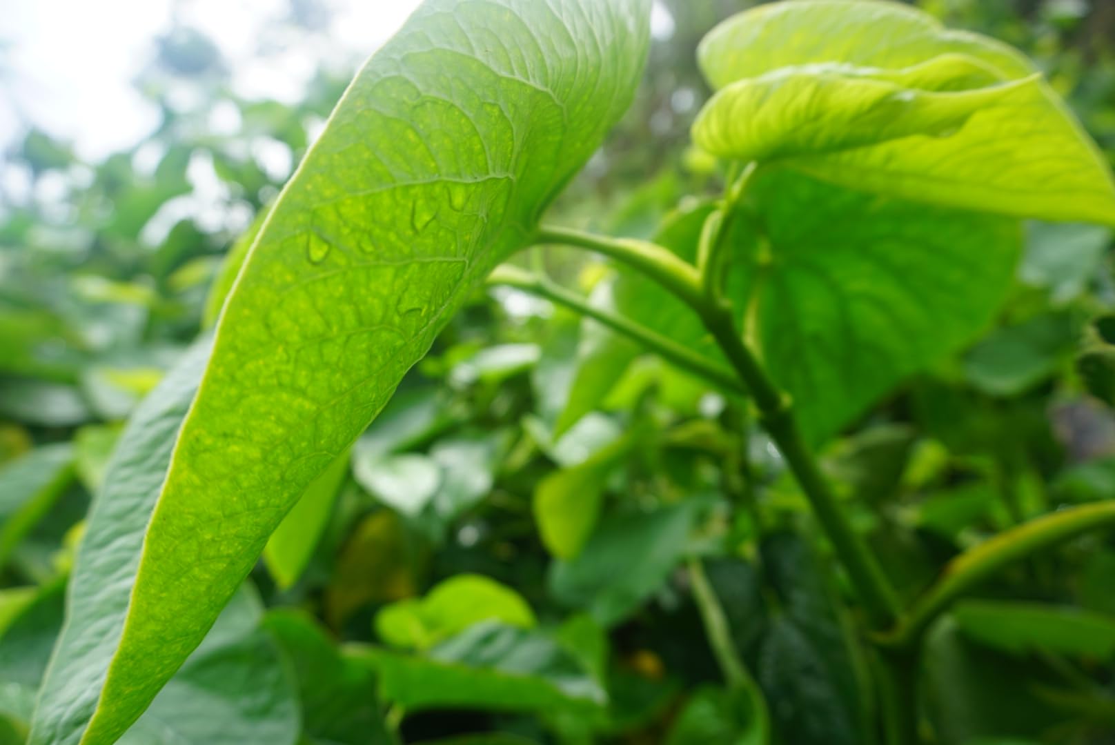 Qamea Kava chemotype 4-3-6-2-5-1 indicates balanced profile for uplift and relaxation