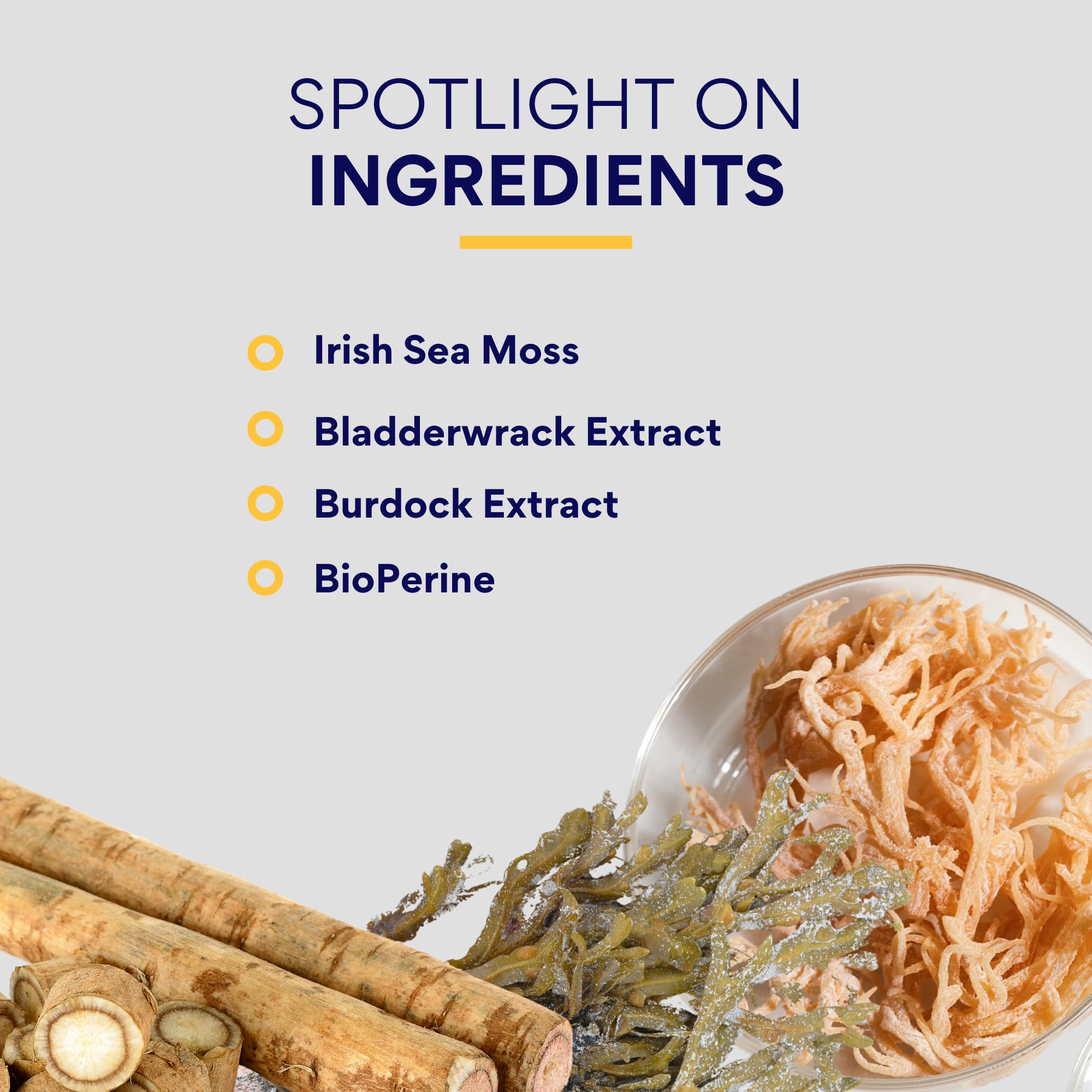 Research Verified Sea Moss digestive synergy visualizing nutrient-rich profile
