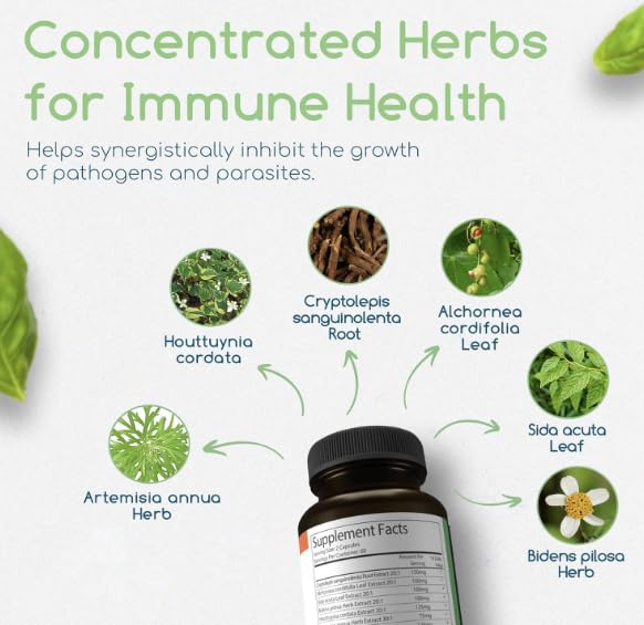 Return Healthy Cryptolepis Concentrate capsules ready for daily immune support.