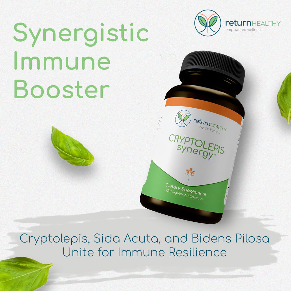 Return Healthy Cryptolepis Synergy label closeup highlights the herbal blend