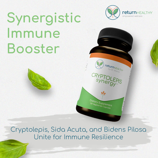 Return Healthy Cryptolepis Synergy label closeup highlights the herbal blend