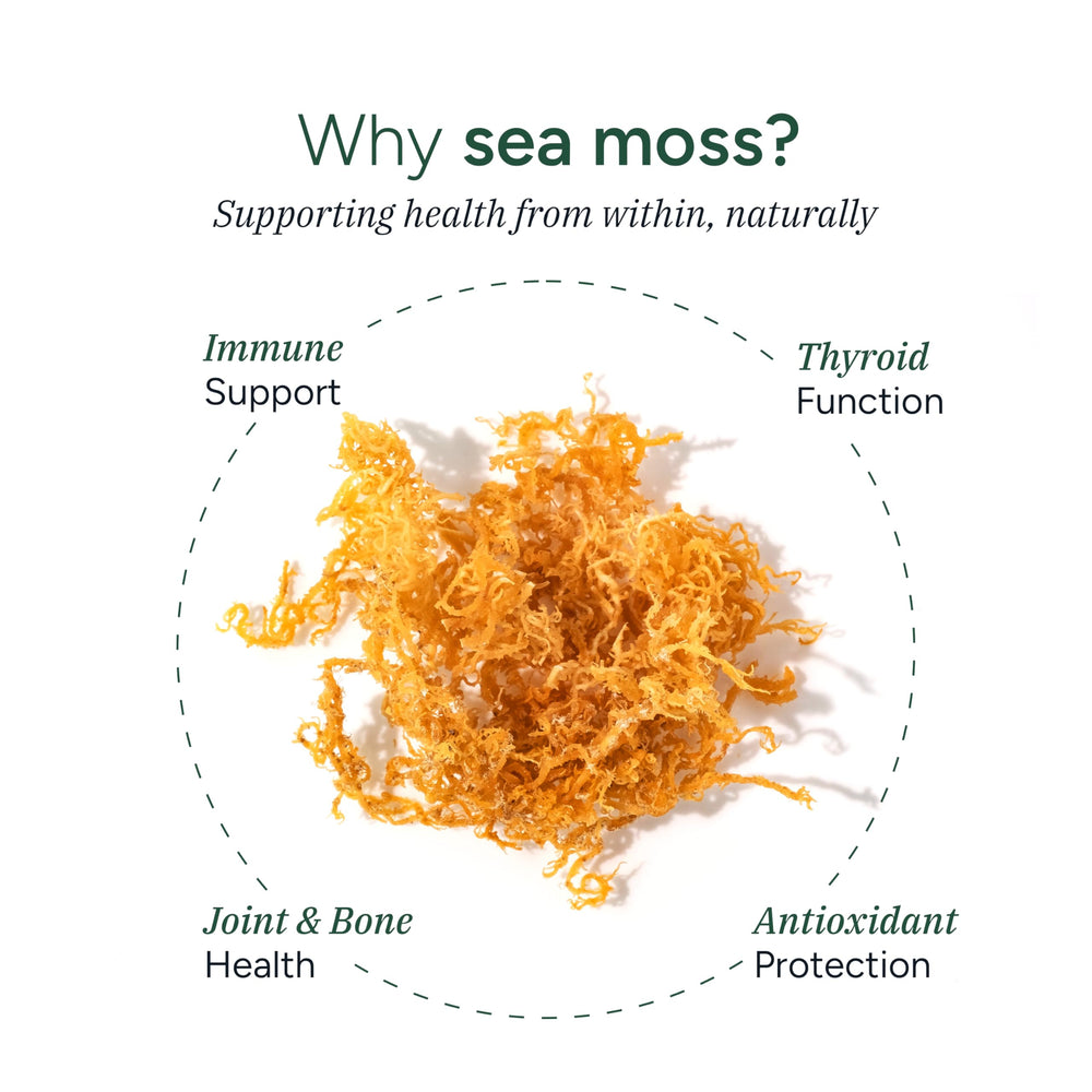 ROOT LABS Sea Moss Gummies close-up texture reveals natural color and chewy form.