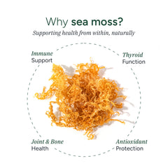 ROOT LABS Sea Moss Gummies close-up texture reveals natural color and chewy form.