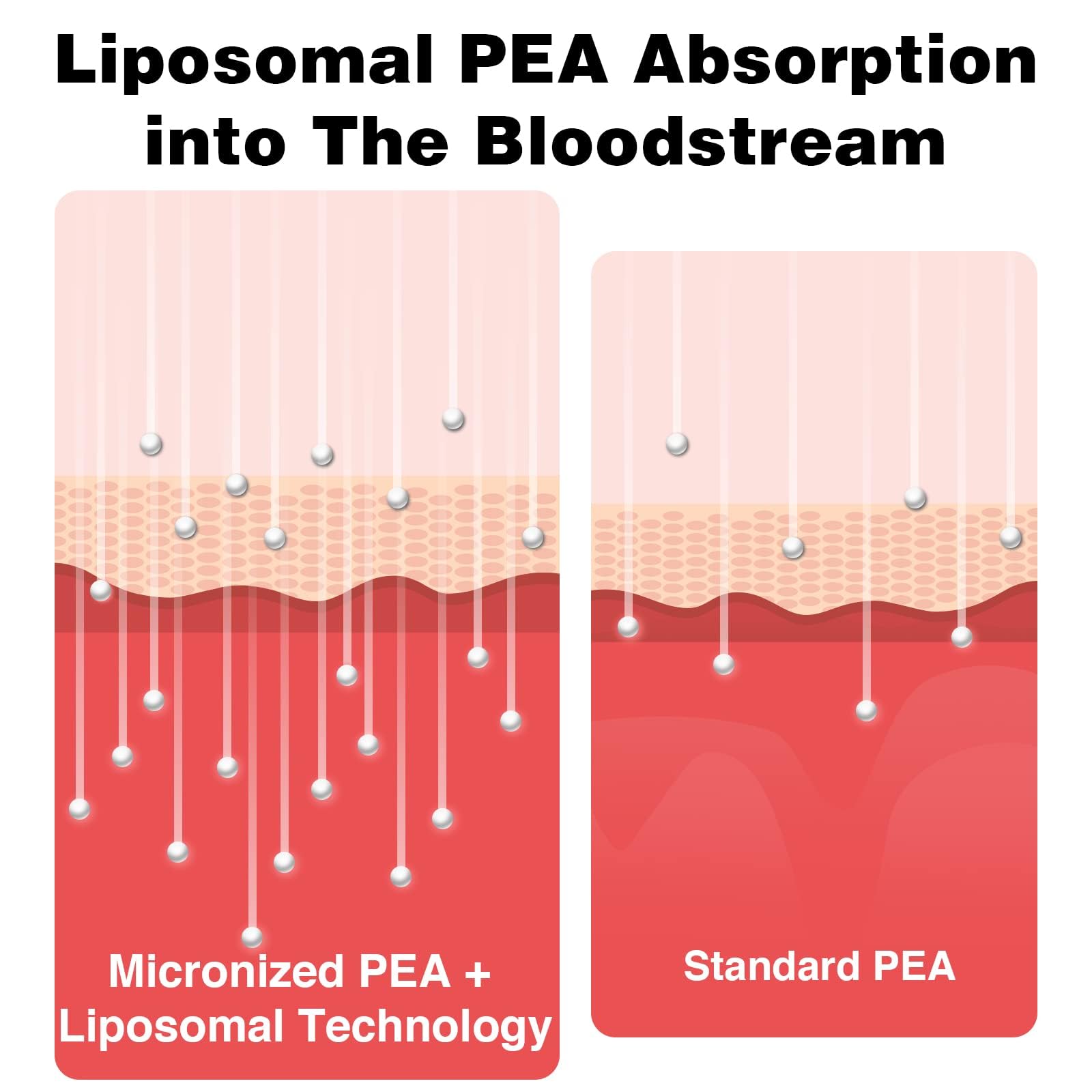 Rosmolo packaging graphic explains liposomal delivery and nutrient protection.