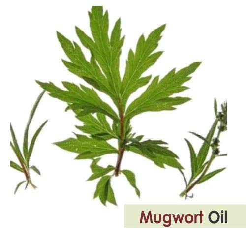 Salvia Mugwort Oil label—perfect for formulating cosmetic products and herbal blends.