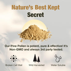 Samsara Herbs pine pollen wildcrafted powder in tin, highlighting natural sourcing.