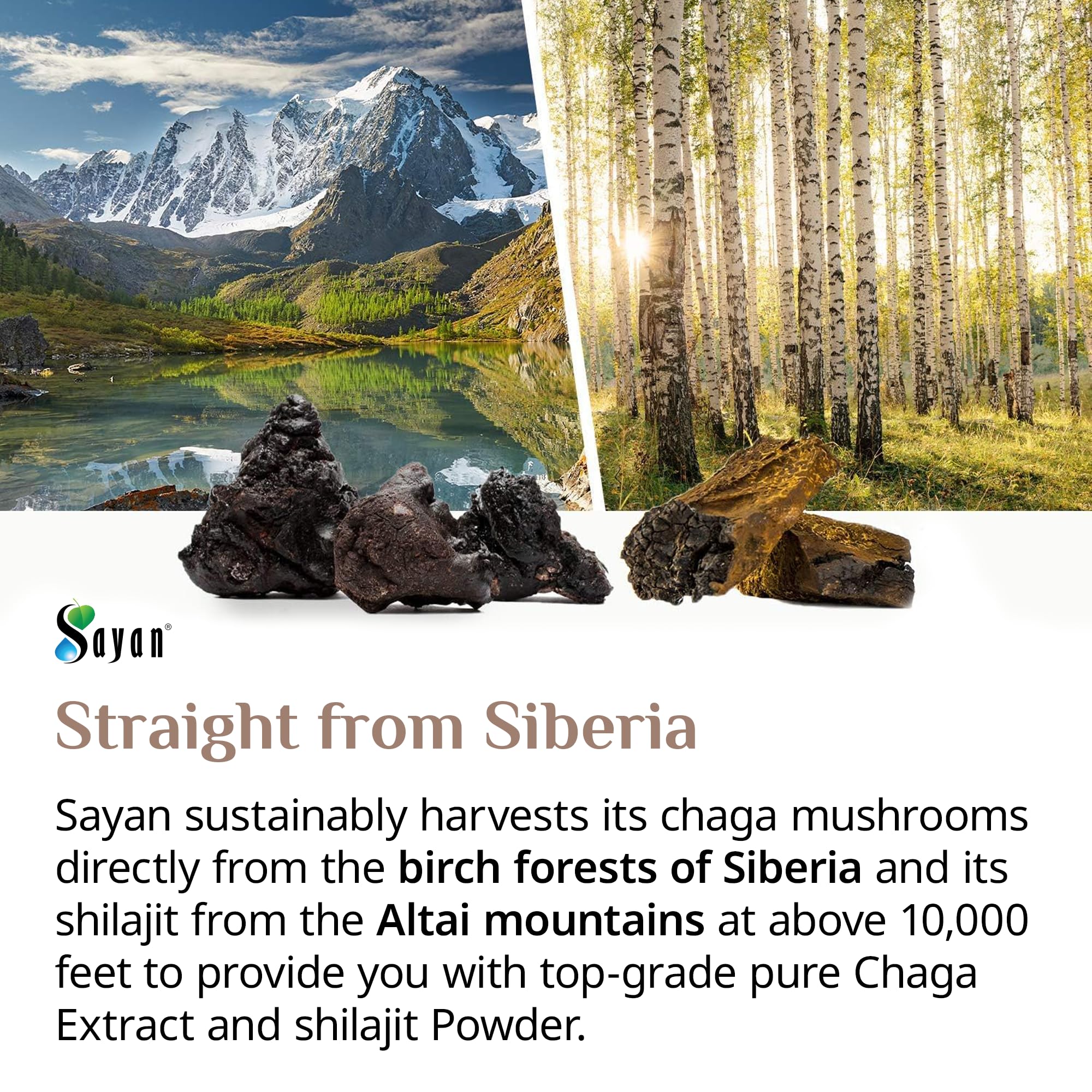 Sayan Siberian Chaga bottle against natural backdrop, signifying purity and no fillers.