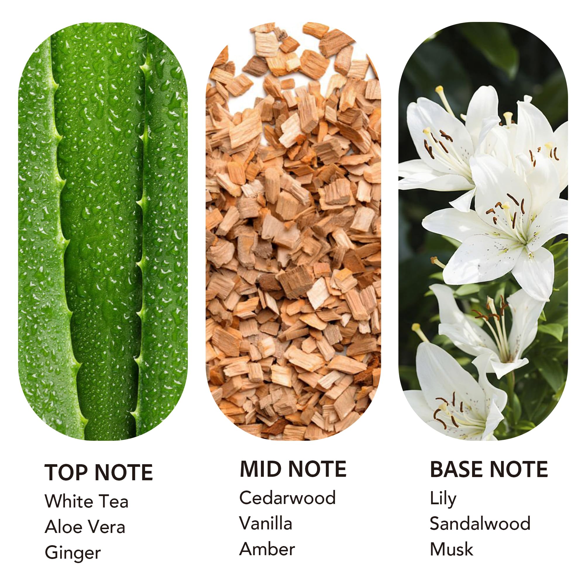 Scent Collection Dream On demonstrates waterless diffuser compatibility for steady scent delivery.