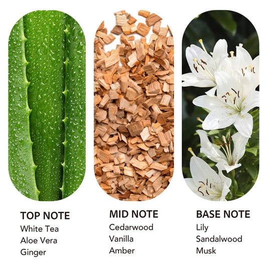 Scent Collection Dream On demonstrates waterless diffuser compatibility for steady scent delivery.
