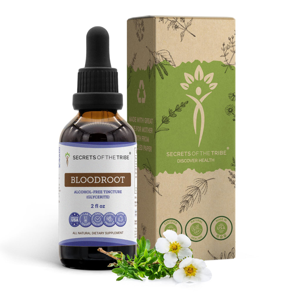 Secrets of the Tribe Bloodroot tincture bottle with dropper for easy daily use.