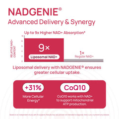 Selerb beta-NAD+ cellular absorption concept image suggesting direct uptake.