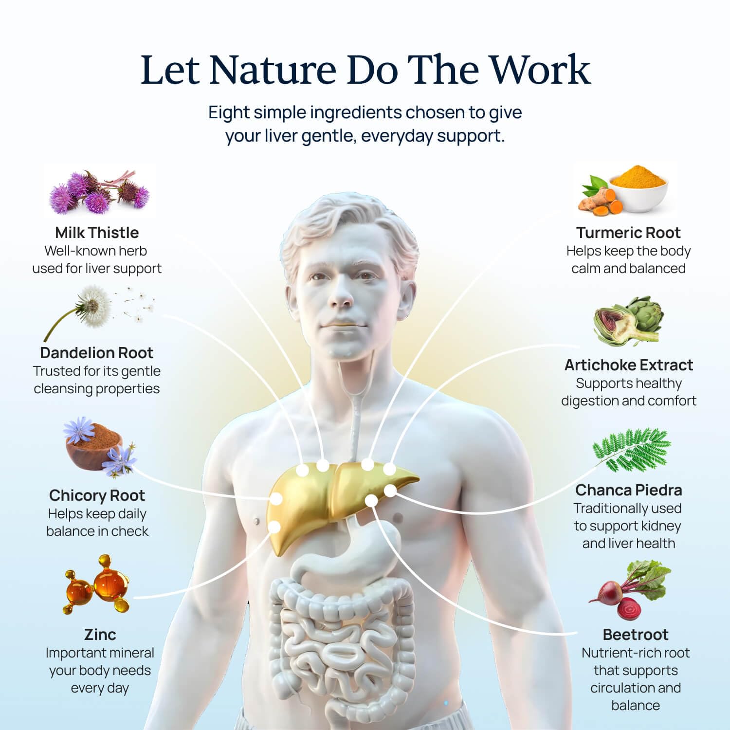 Milk-thistle ingredient signaling natural liver-support within Levitox.