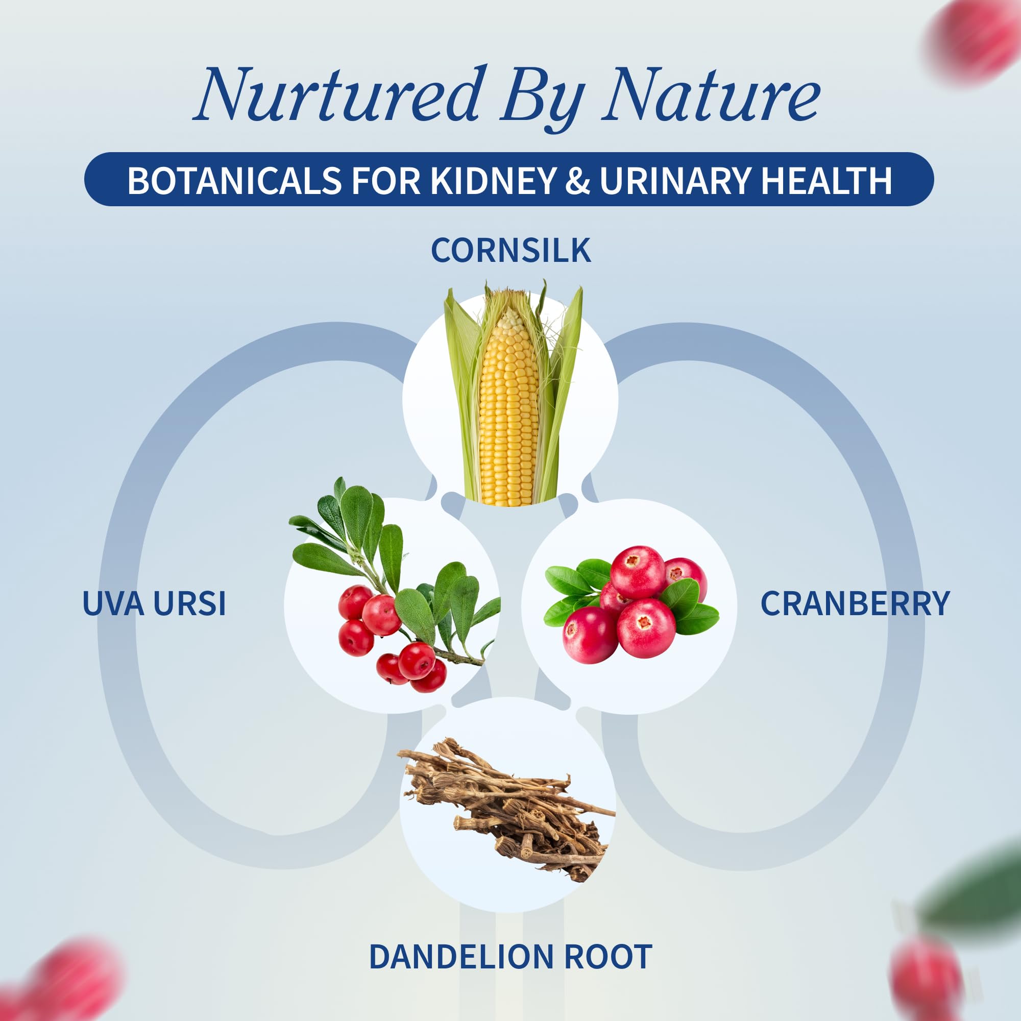 Snap Supplements cranberry ingredient highlights natural antioxidant support