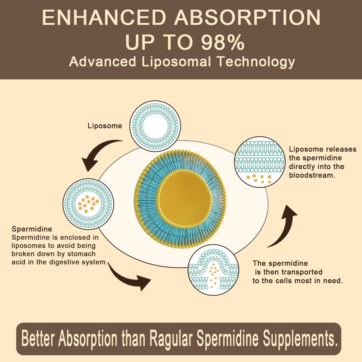 Close-up of Sohahila spermidine label showing 15 mg per serving and liposomal technology.