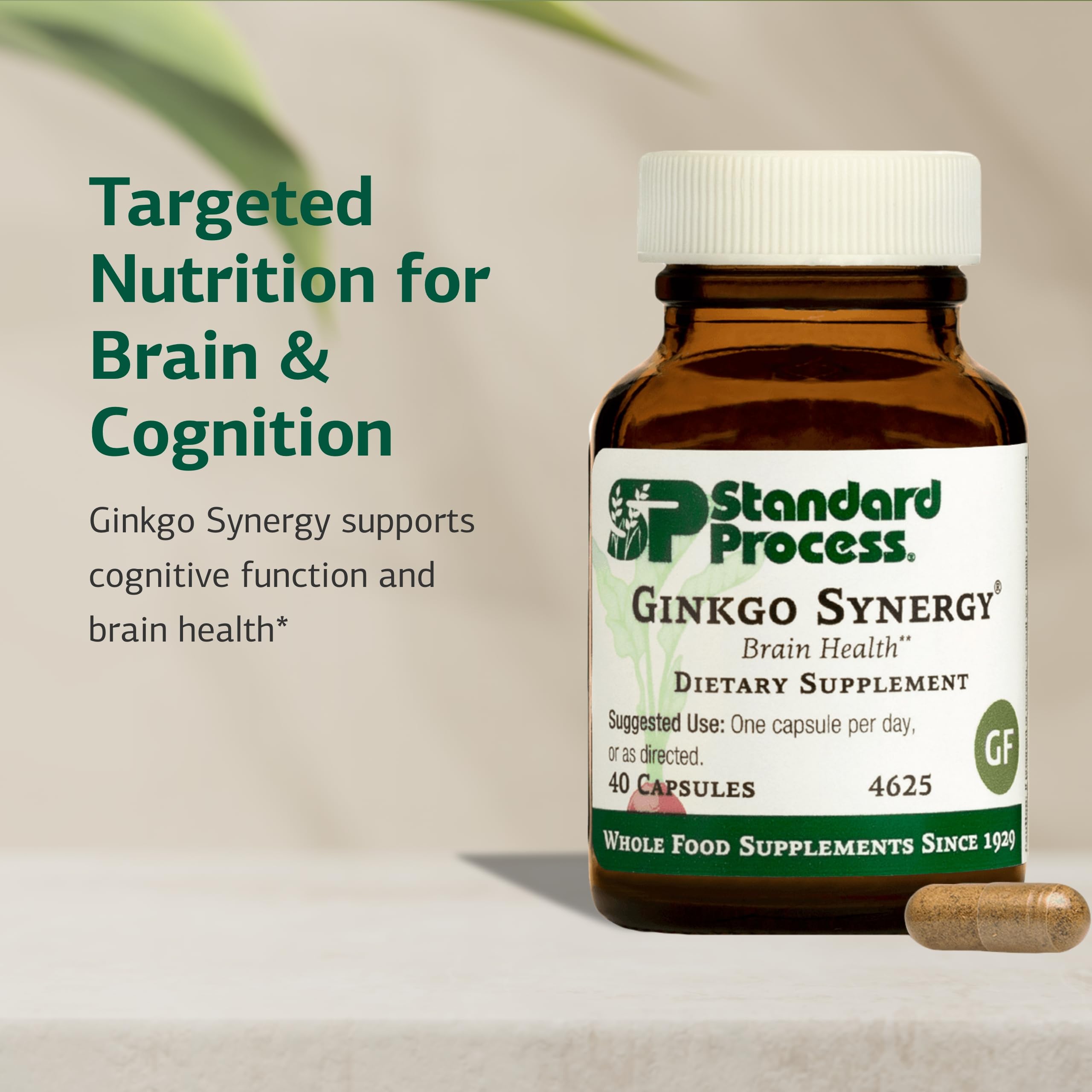 Ginkgo biloba extract illustration indicating natural antioxidant support