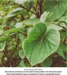 Starwest Botanicals Kava root from Fiji highlights origin and trusted sourcing.